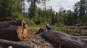 Best Tree Maintenance Programs  in Highland Village, TX