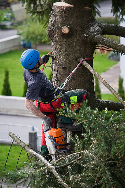 Best Lawn Watering Services  in Highland Village, TX