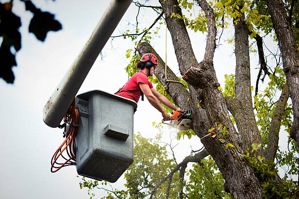 How Our Tree Care Process Works  in  Highland Village, TX