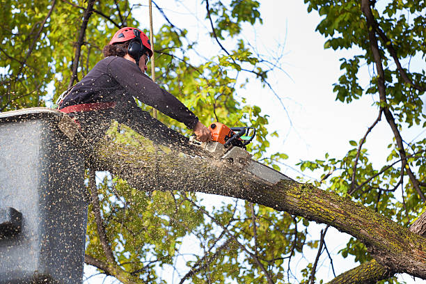 Highland Village, TX Tree Removal Company